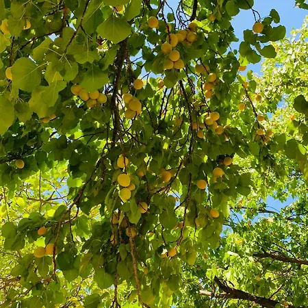 Troya Garden Βίλα Κανακάλε