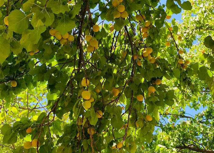 Troya Garden 别墅 恰纳卡莱